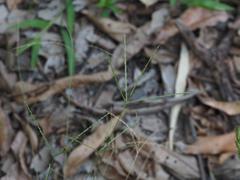 Digitaria radicosa