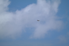 Falco cenchroides cenchroides