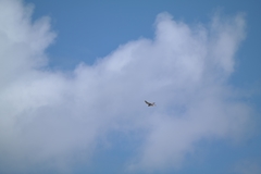 Falco cenchroides cenchroides