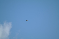 Falco cenchroides cenchroides