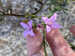 Boronia spathulata