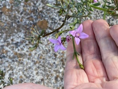 Boronia spathulata