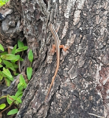 Ophisops leschenaultii