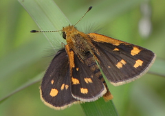 Taractrocera ceramas