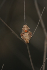 Byasa