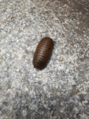 Arthrosphaera