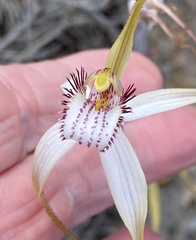 Caladenia longicauda eminens