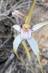 Caladenia longicauda eminens