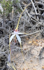 Caladenia longicauda eminens