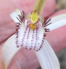 Caladenia longicauda eminens