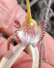 Caladenia longicauda eminens
