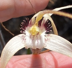 Caladenia longicauda eminens