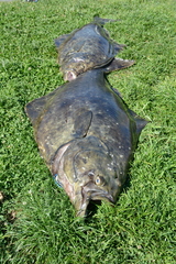 Hippoglossus stenolepis