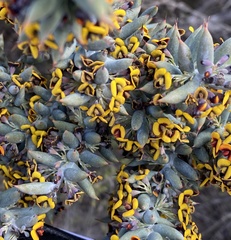 Daviesia pachyphylla