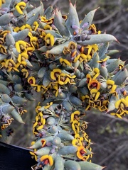 Daviesia pachyphylla