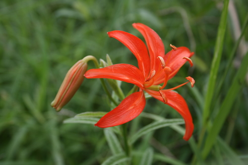 Coral Lily