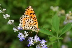 Melitaea didymoides