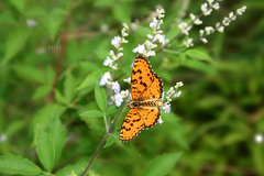 Melitaea didymoides