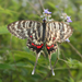 Dragon Swallowtail - Photo (c) sunwenhao90, some rights reserved (CC BY-NC), uploaded by sunwenhao90