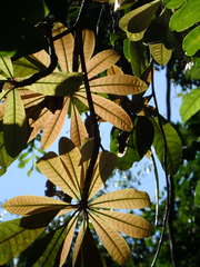 Madhuca longifolia latifolia