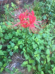 Lycoris
