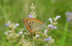 Coenonympha amaryllis