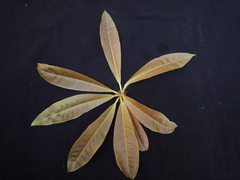 Madhuca longifolia latifolia