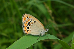 Coenonympha amaryllis