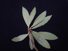Madhuca longifolia latifolia