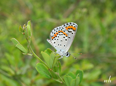Aricia chinensis