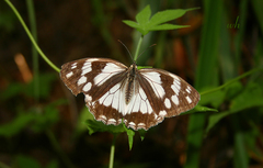 Melanargia epimede
