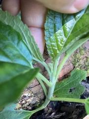 Paraphlomis javanica