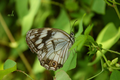 Melanargia epimede