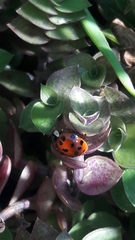 Harmonia axyridis