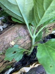 Paraphlomis javanica