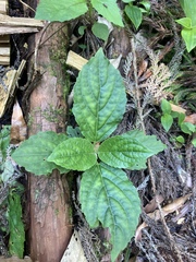 Paraphlomis javanica