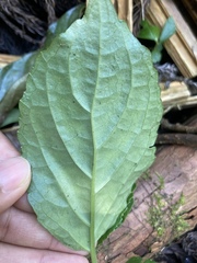 Paraphlomis javanica