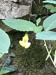 Impatiens pallida
