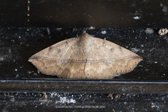 Ugia sundana