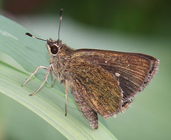 Arnetta vindhiana