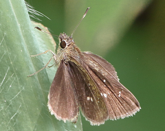 Arnetta vindhiana