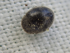 Rhyzobius forestieri