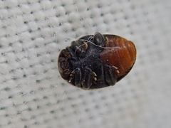 Rhyzobius forestieri