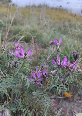 Astragalus suffruticosus