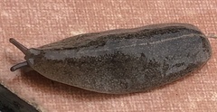 Leidyula floridana image
