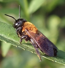 Megachile pseudomonticola