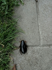 Dytiscus semisulcatus