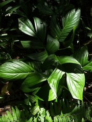 Monstera dissecta