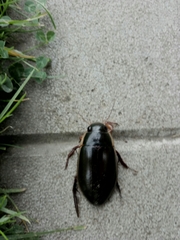 Dytiscus semisulcatus