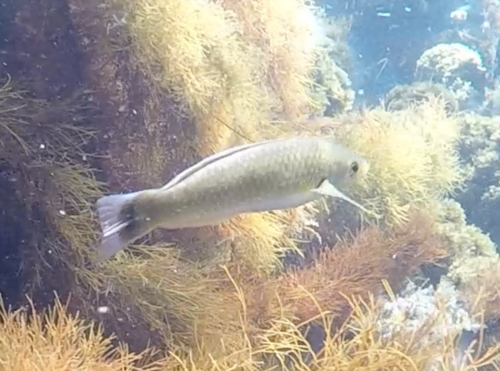 Señorita Wrasse